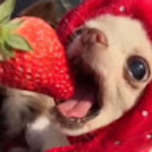 Meet your Posher, Ruby